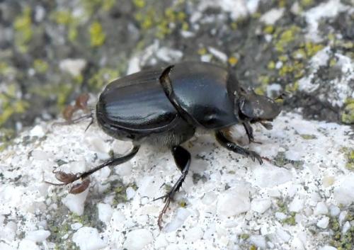 Réf. 218 626 : Onthophagus taurus